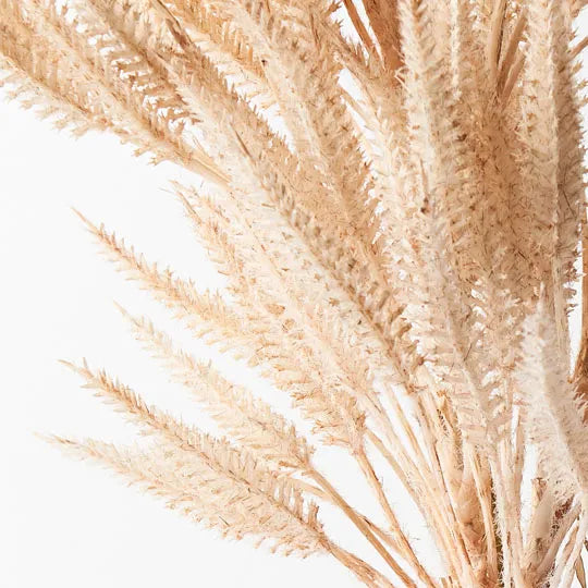 Sorghum Spray | Cream