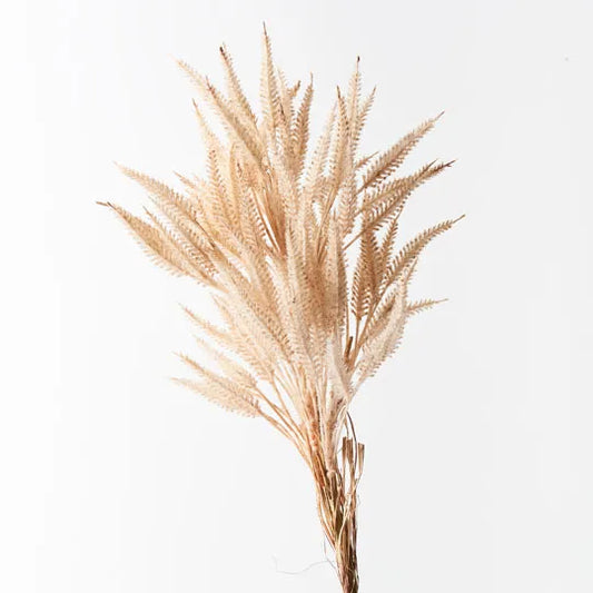 Sorghum Spray | Cream